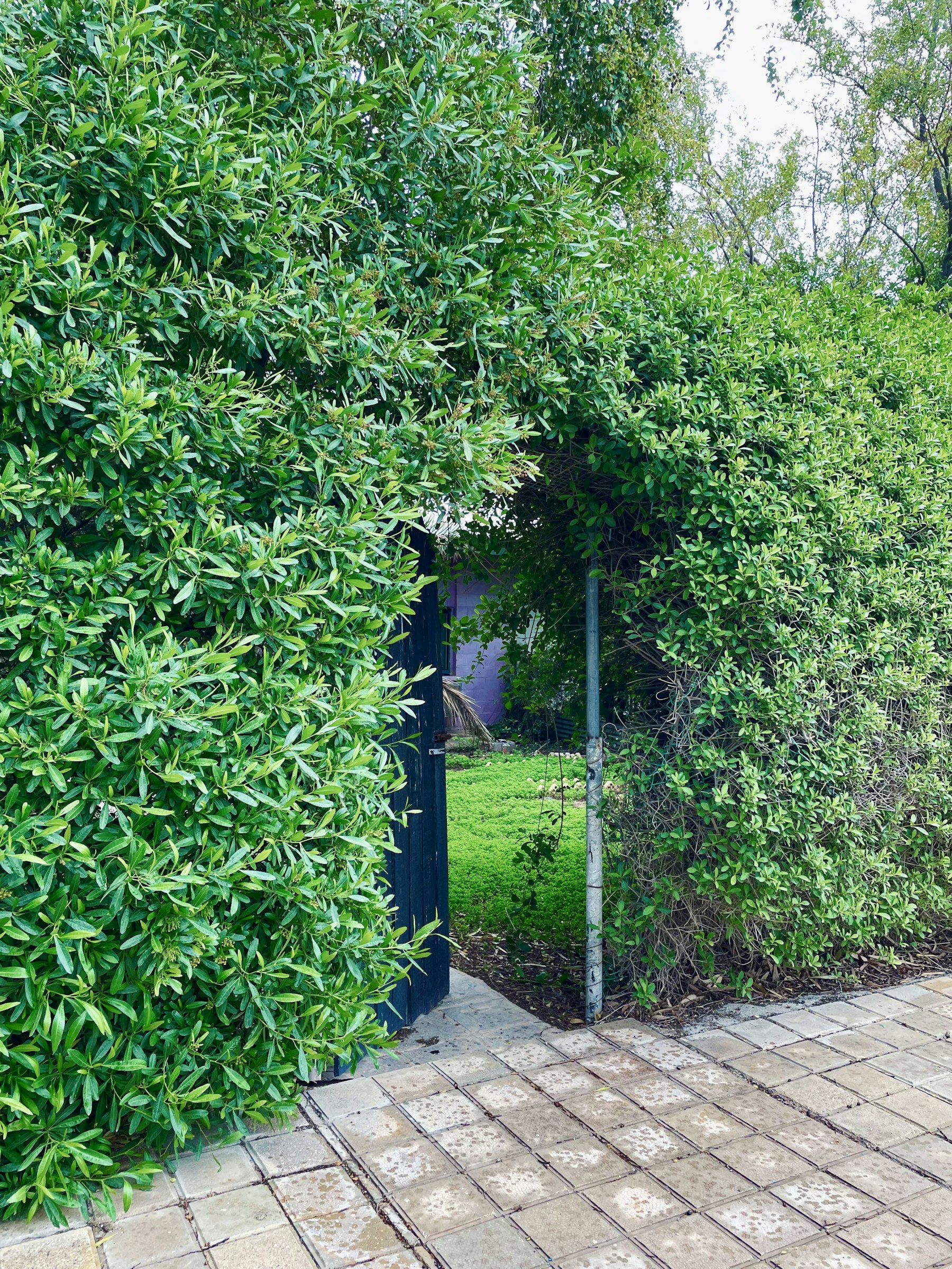 A leafy green hedge beside a brick garden walkway